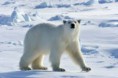 /album/fotogaleria/oso-polar-3-jpg1/